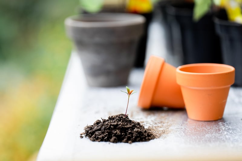 Outdoor Plant Care
