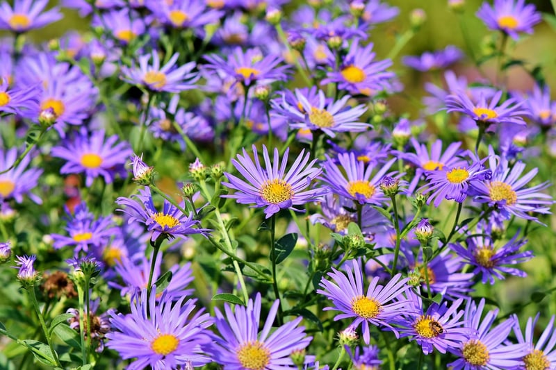 Seasonal Garden Ideas