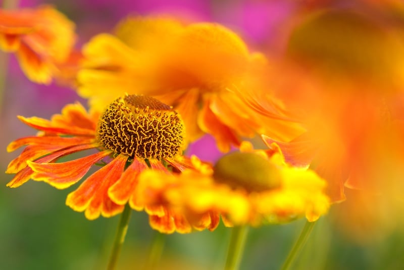 Summer Garden