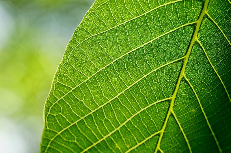 Plant-inspired Throw Pillows