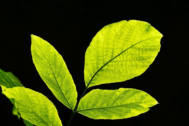 Botanical Wall Art